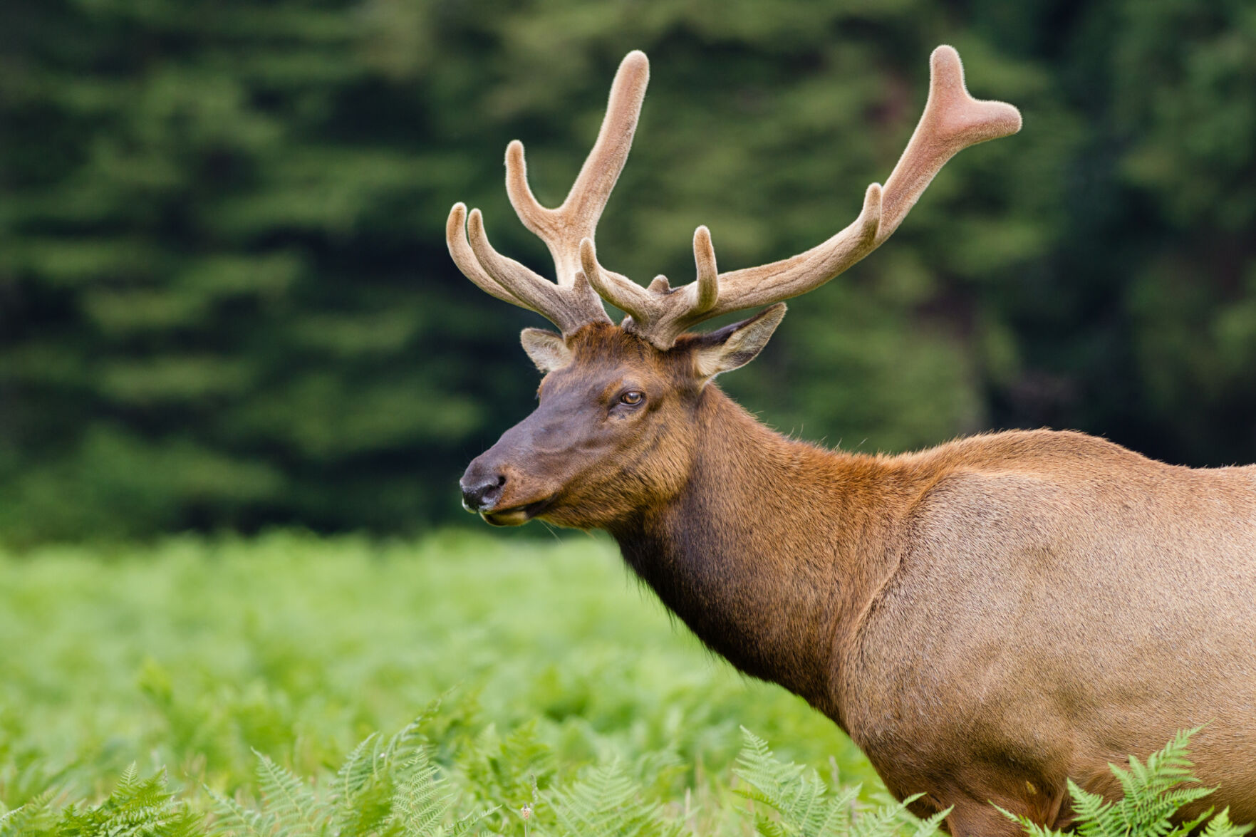 Middle of the road: Lone Elk Park in High Ridge, Missouri